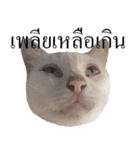 MooMeow（個別スタンプ：24）