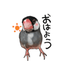 文鳥のスタンプ ー うちのピーちゃん（個別スタンプ：1）