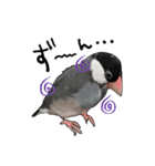 文鳥のスタンプ ー うちのピーちゃん（個別スタンプ：2）