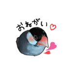 文鳥のスタンプ ー うちのピーちゃん（個別スタンプ：4）
