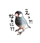 文鳥のスタンプ ー うちのピーちゃん（個別スタンプ：7）