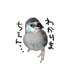 文鳥のスタンプ ー うちのピーちゃん（個別スタンプ：8）