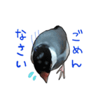 文鳥のスタンプ ー うちのピーちゃん（個別スタンプ：13）