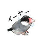 文鳥のスタンプ ー うちのピーちゃん（個別スタンプ：14）