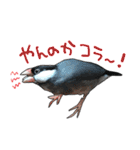 文鳥のスタンプ ー うちのピーちゃん（個別スタンプ：15）