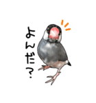 文鳥のスタンプ ー うちのピーちゃん（個別スタンプ：17）