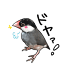 文鳥のスタンプ ー うちのピーちゃん（個別スタンプ：18）