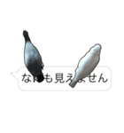 文鳥のスタンプ ー うちのピーちゃん（個別スタンプ：20）