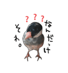 文鳥のスタンプ ー うちのピーちゃん（個別スタンプ：26）