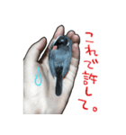 文鳥のスタンプ ー うちのピーちゃん（個別スタンプ：27）
