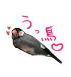 文鳥のスタンプ ー うちのピーちゃん（個別スタンプ：30）