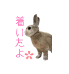 うさぎさんの1日（個別スタンプ：1）