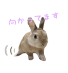 うさぎさんの1日（個別スタンプ：3）