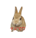 うさぎさんの1日（個別スタンプ：5）