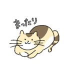 ゆるねこタマ。（個別スタンプ：1）