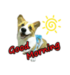 Doggy's Daily Life（個別スタンプ：1）