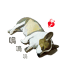 Doggy's Daily Life（個別スタンプ：12）