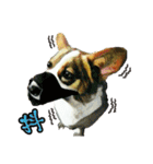 Doggy's Daily Life（個別スタンプ：13）