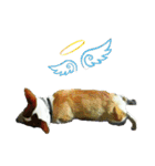 Doggy's Daily Life（個別スタンプ：18）
