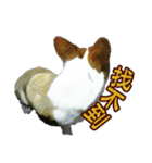 Doggy's Daily Life（個別スタンプ：20）
