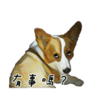 Doggy's Daily Life（個別スタンプ：24）