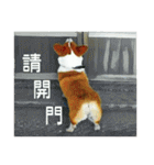 Doggy's Daily Life（個別スタンプ：27）