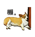 Doggy's Daily Life（個別スタンプ：35）