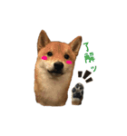 柴犬との君の関西弁 No.1（個別スタンプ：1）