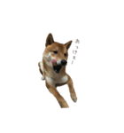 柴犬との君の関西弁 No.1（個別スタンプ：2）