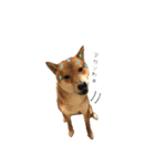 柴犬との君の関西弁 No.1（個別スタンプ：3）