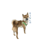 柴犬との君の関西弁 No.1（個別スタンプ：5）
