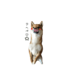 柴犬との君の関西弁 No.1（個別スタンプ：6）