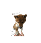 柴犬との君の関西弁 No.1（個別スタンプ：7）
