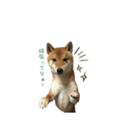 柴犬との君の関西弁 No.1（個別スタンプ：9）