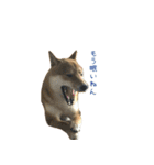 柴犬との君の関西弁 No.1（個別スタンプ：11）