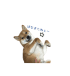 柴犬との君の関西弁 No.1（個別スタンプ：12）