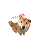 柴犬との君の関西弁 No.1（個別スタンプ：13）