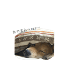 柴犬との君の関西弁 No.1（個別スタンプ：14）