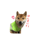 柴犬との君の関西弁 No.1（個別スタンプ：15）