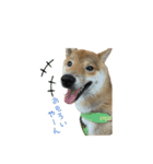 柴犬との君の関西弁 No.1（個別スタンプ：16）
