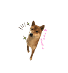 柴犬との君の関西弁 No.1（個別スタンプ：17）