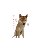 柴犬との君の関西弁 No.1（個別スタンプ：18）