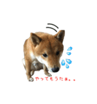 柴犬との君の関西弁 No.1（個別スタンプ：22）