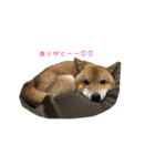 柴犬との君の関西弁 No.1（個別スタンプ：23）