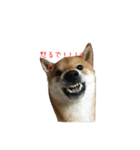 柴犬との君の関西弁 No.1（個別スタンプ：25）