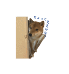 柴犬との君の関西弁 No.1（個別スタンプ：26）