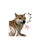 柴犬との君の関西弁 No.1（個別スタンプ：27）