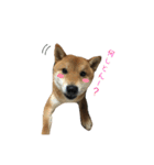 柴犬との君の関西弁 No.1（個別スタンプ：28）