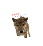 柴犬との君の関西弁 No.1（個別スタンプ：29）
