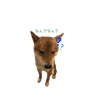 柴犬との君の関西弁 No.1（個別スタンプ：32）